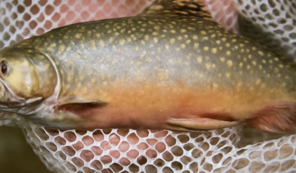 Buckaroos and murky waters featuring tin trout and wandies