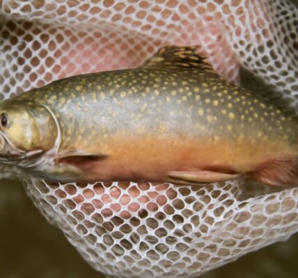 Buckaroos and murky waters featuring tin trout and wandies