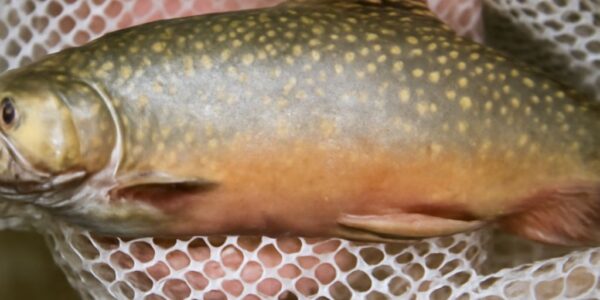 Buckaroos and murky waters featuring tin trout and wandies